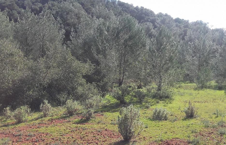 Bebaubares Grundstück in Santa Gertrudis mit 26.000m2 auf Ibiza